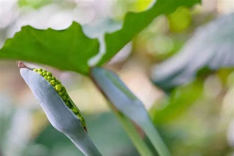 How To Propagate Elephant Ear Plants In 3 Easy Ways