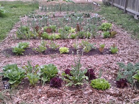 What is the Best Mulch for Vegetable Gardens? | Fra-Dor Tips