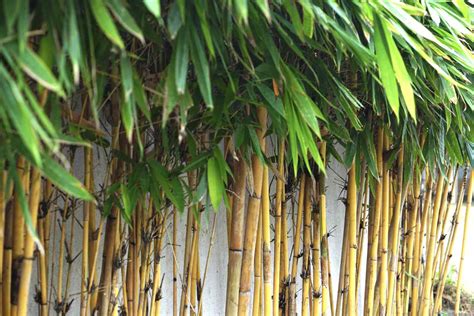 How to Grow and Care for Golden Bamboo