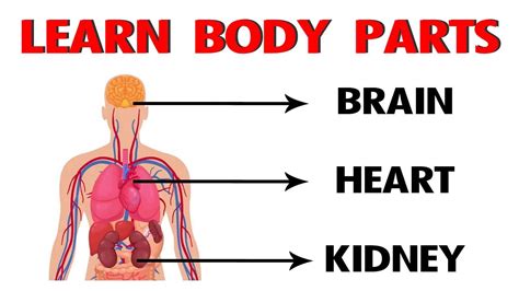 Learn Body Parts in English | Learn Human body | Parts for the body in English | Preschool ...