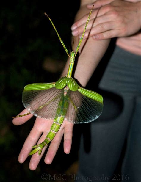 Eurycnema goliath, the Goliath stick insect, one of the largest stick insects in Australia ...