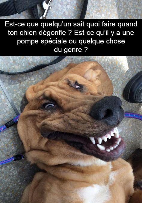 15 photos de chiens avec des sous-titres bien huilés - humour chien, humour animaux, humour web ...