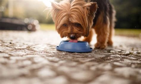 Tips To Keep Your Dog's Teeth Healthy And Clean