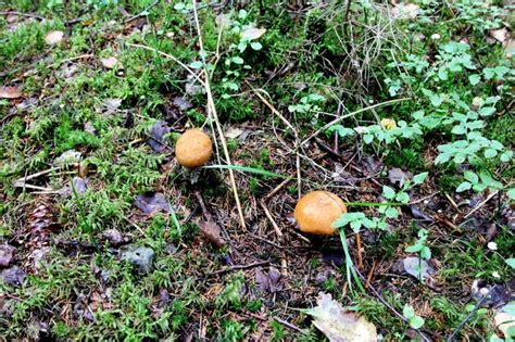 Premium Photo | Edible mushrooms growing in a forest during autumn