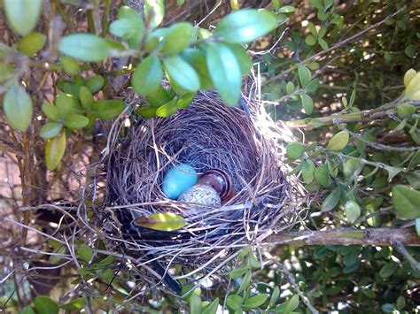 Birds Nest Free Stock Photo - Public Domain Pictures