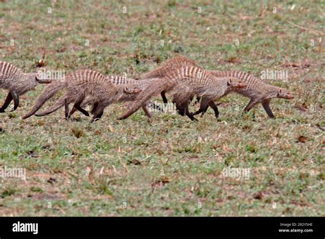 Zebra mongoose, banded mongooses (Mungos mungo), predators, mammals, creepers, animals, Banded ...