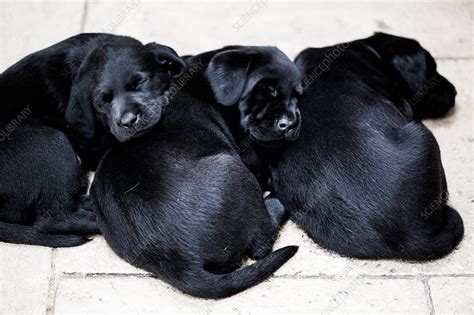 Cute Black Lab Puppies Sleeping