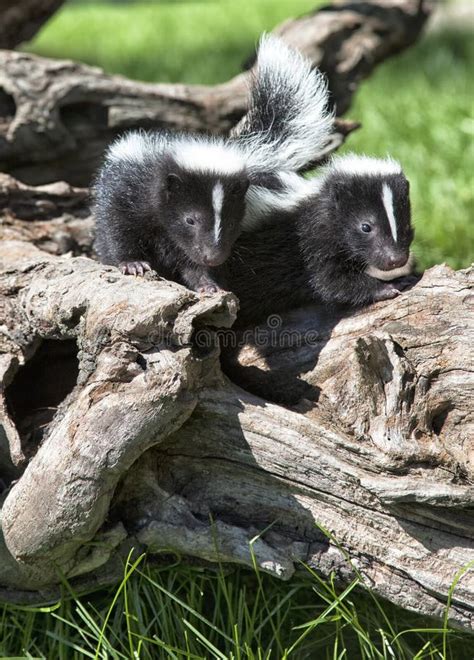 Young skunk pair stock image. Image of white, young, wildlife - 31927239