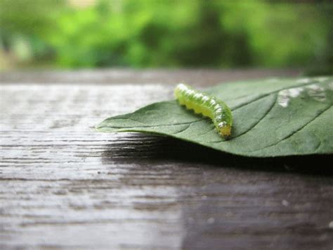 Diamondback Moth Larvae Royalty-Free Images, Stock Photos & Pictures ...