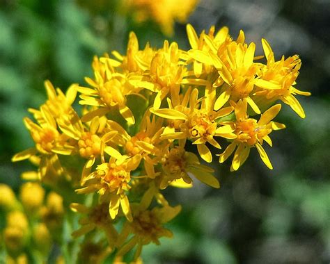 Flower Homes: Goldenrods Flowers