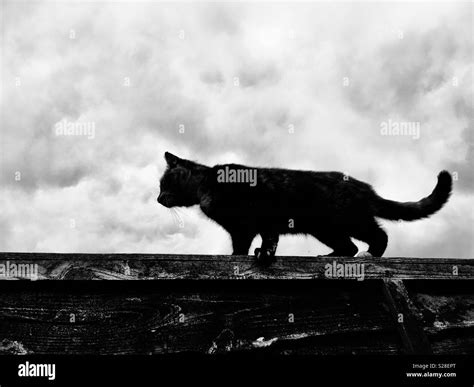 Cat silhouette Black and White Stock Photos & Images - Alamy