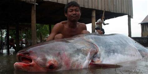 Mekong Giant Catfish Habitat