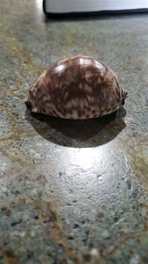 Cowrie ID : r/shells