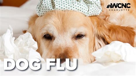 Protecting your dogs from canine influenza - Pet This and That