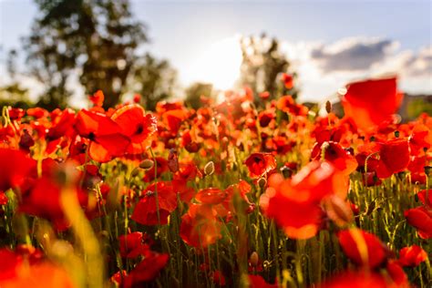 field of poppies – Nancy Boyd Ministries