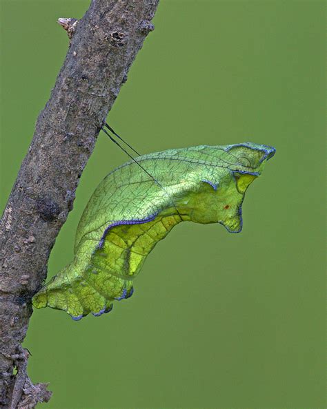 Pipevine Swallowtail - chrysalis