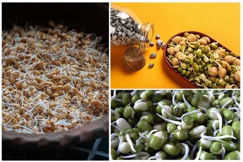 Sprouting Seeds: A Nutritious And Versatile Superfood | Kadapa Zone