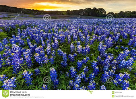 Beautiful Bluebonnets Field at Sunset Near Austin, Texas in Spri Stock Photo - Image of plant ...