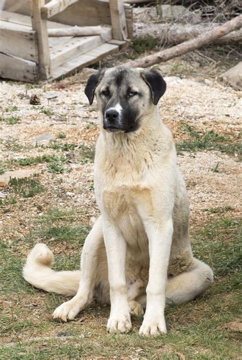 Anatolian Shepherd - Complete Guide - Animal Corner