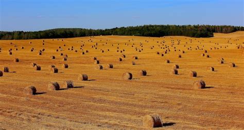 Premium Photo | Harvesting a field