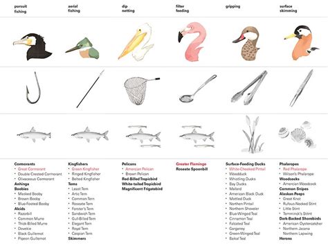 bird beak adaptations | Animal science lessons, Science teaching resources, Engaging science lessons