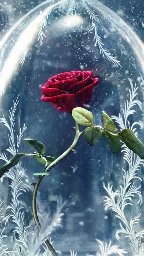 🔥 [20+] Beauty And The Beast Rose Wallpapers | WallpaperSafari