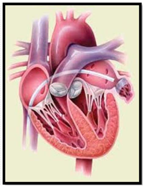 Percutaneous transseptal approach to left atrial appendage closure. | Download Scientific Diagram