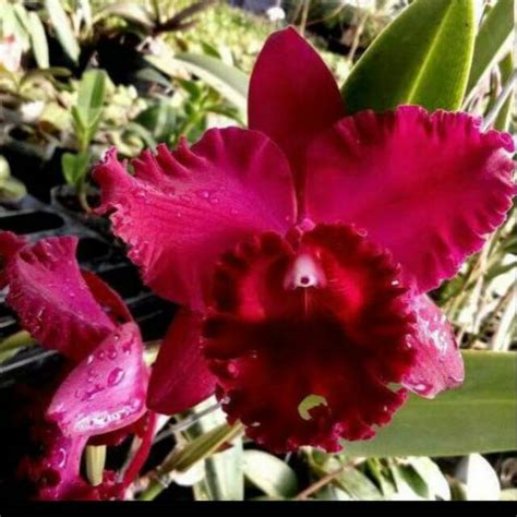 Jual Tanaman anggrek cattleya remaja | Shopee Indonesia