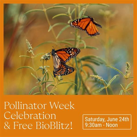 Free Pollinator Week Celebration & Community BioBlitz, Oudolf Garden ...