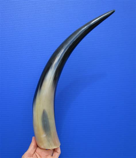 18-1/4 inches Polished Water Buffalo Horn for Sale for Decorating