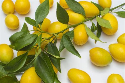 A small lemon plant stock photo. Image of small, green - 125826712