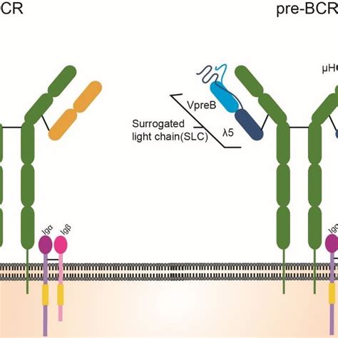 Schematic structure of a B-cell receptor with Igα/β heterodimer on... | Download Scientific Diagram