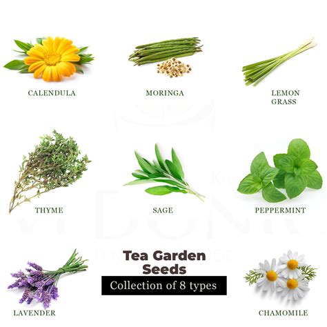 Buy Tea Garden Seeds Online | Garden Supply – Vedonic