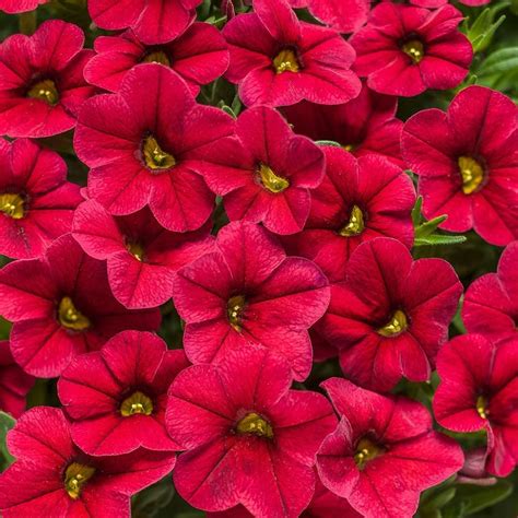 Calibrachoa Superbells® Red | White Flower Farm