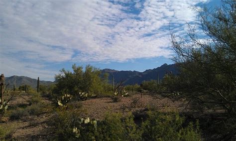 Taken at the Sonoran Desert Museum in Tucson. Wonderful tour! | Vacation spots, Natural ...