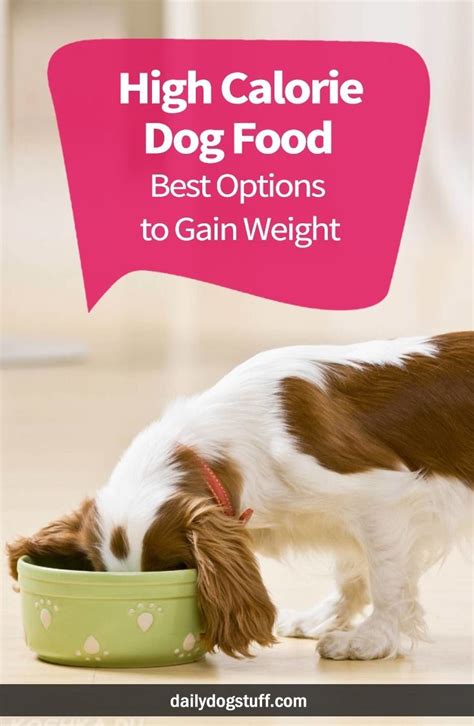 High Calorie Dog Food – Best Options to Gain Weight | Daily Dog Stuff