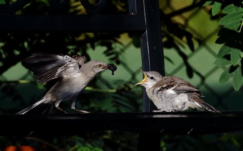 Breakfast Time | An adult Northern Mockingbird feeding a juv… | Flickr