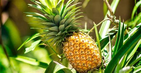 How To Grow And Care Pineapple Plant (Step-by-Step Guide) | GearTrench