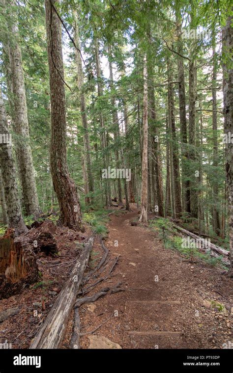 Mount Ellinor Trail Stock Photo - Alamy