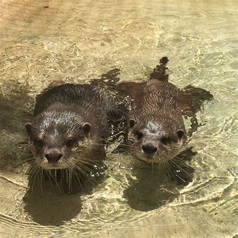 As their new habitat comes to completion, our six otters are having a wonderful time. More to ...