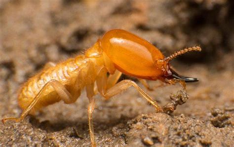 Termite Control In Phoenix, AZ | Overson Pest Control