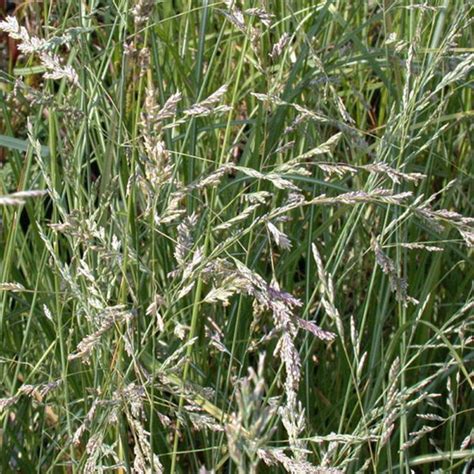 POA LABILLARDIERI - Houtmeyers Plantencentrum en Boomkwekerij Laakdal