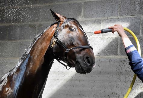 Free picture: water, stable, horse, ground, shadow, head, brown