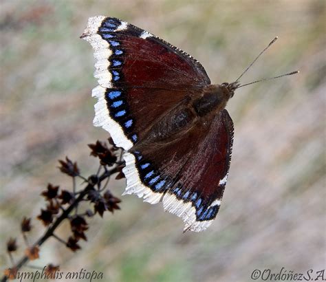 Nymphalis antiopa | OLYMPUS EM-5 12-50 modo macro. | Secun. | Flickr