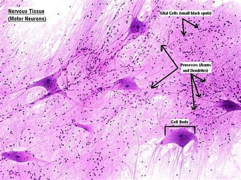 Nervous tissue -- Nervous tissue consists of cells that are specialized ...