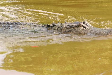 Jean Lafitte Small Airboat Swamp Tour - New Orleans, United States | Gray Line