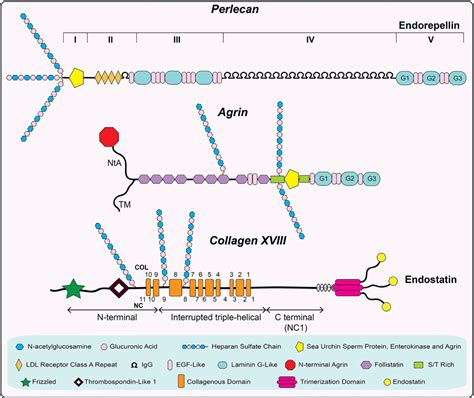 Figure 2 from Proteoglycan form and function: A comprehensive nomenclature of proteoglycans ...