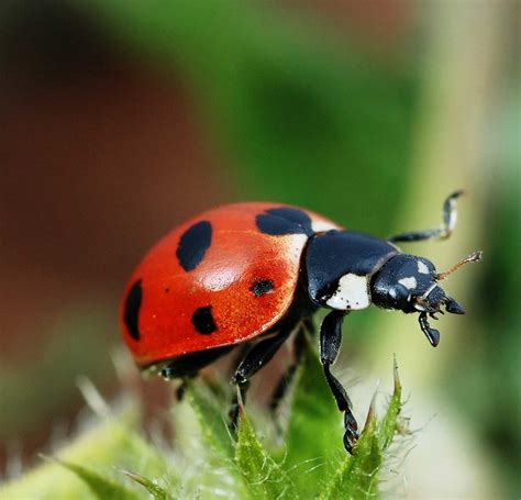 Do Ladybugs Bite? Symptoms & Treatment