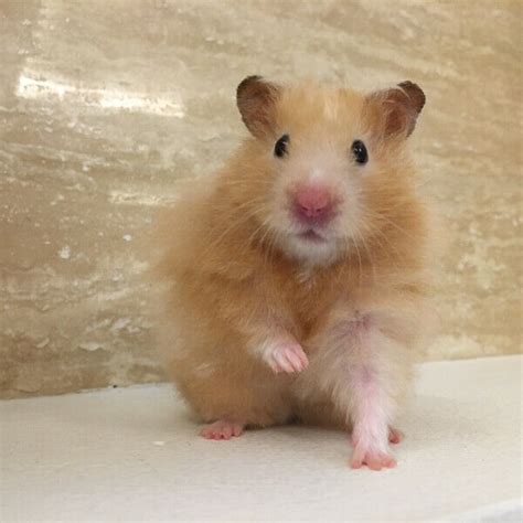 Male Orange Long Haired Syrian Hamster For Adoption | Alexandra / Commonwealth | Gumtree ...