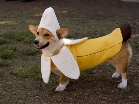 Hello !!! | Cute corgi, Pet costumes, Dog halloween